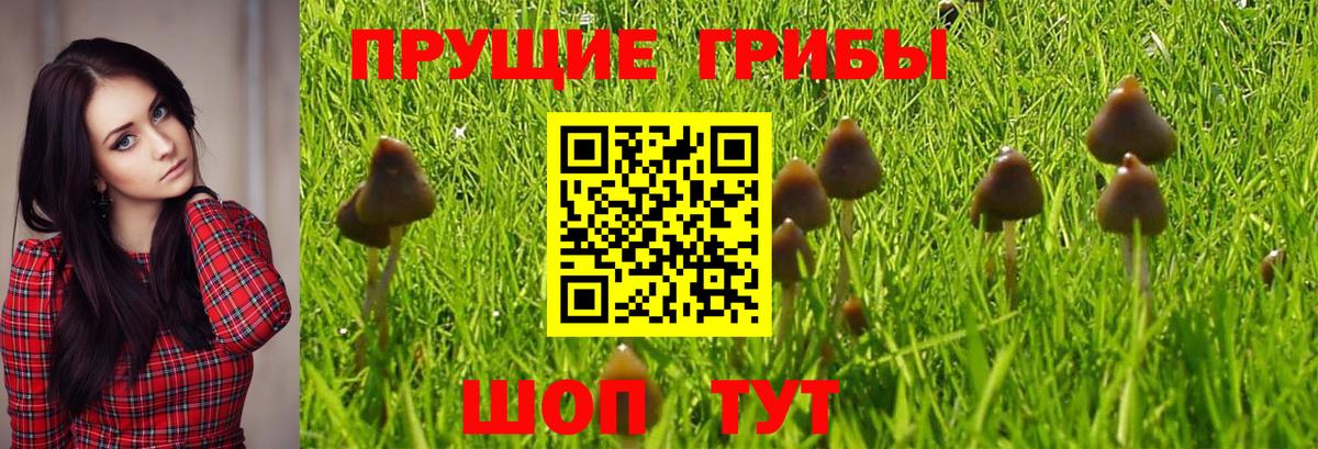 Галлюциногенные грибы Psilocybine cubensis  Вход с VPN  Галлюциногенные грибы GOLDEN TEACHER  Михайловск 